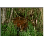 166a_MurnauMoos_Bach7_Rostrot (1).jpg